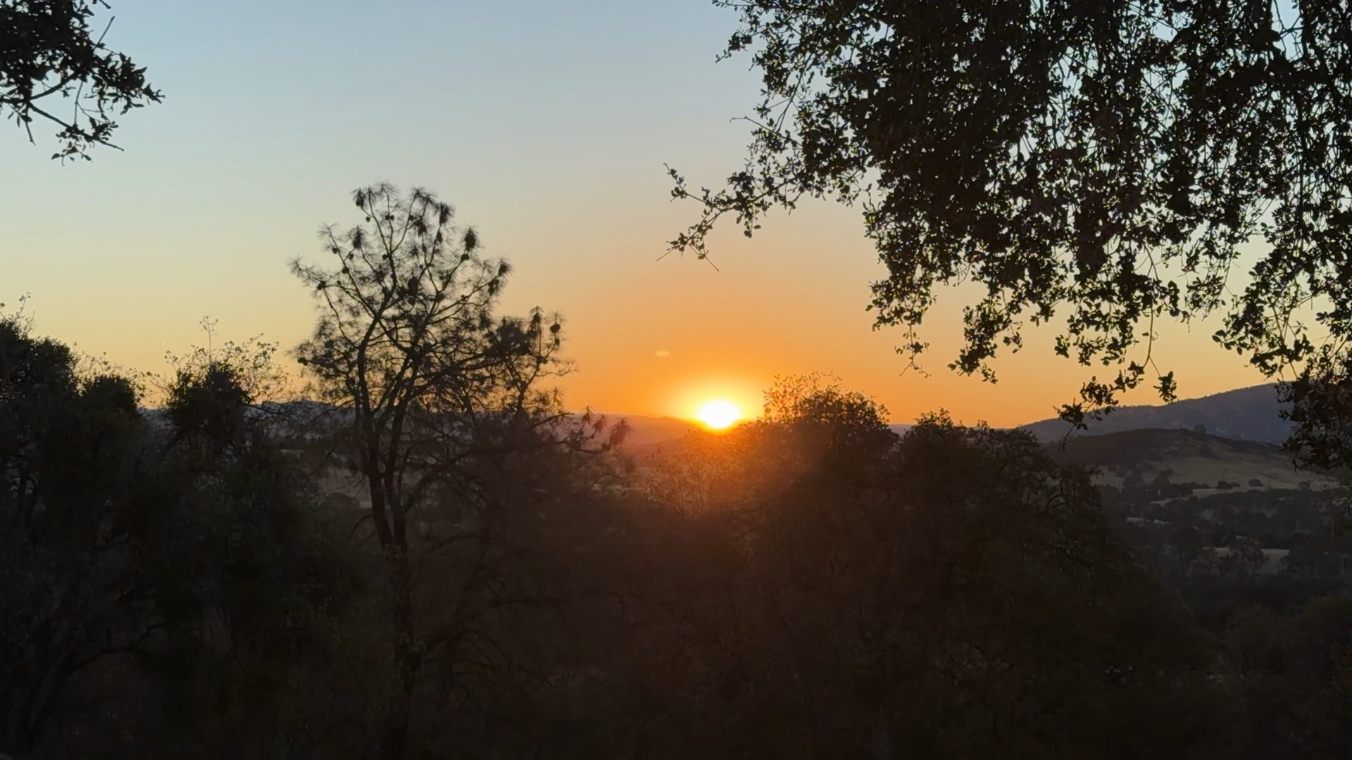 The sun cresting a ridge at first light, seen through oak branches